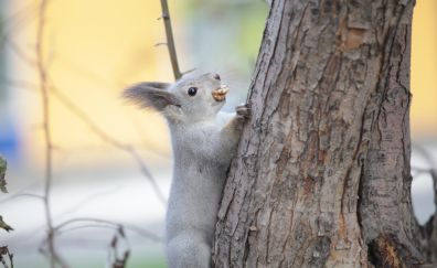 Squirrel, rodent, eating food, climbing on tree