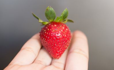Strawberry berry in hand close up