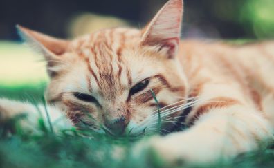 Cat muzzle, sleeping, animals