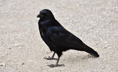 Raven, bird, black crow