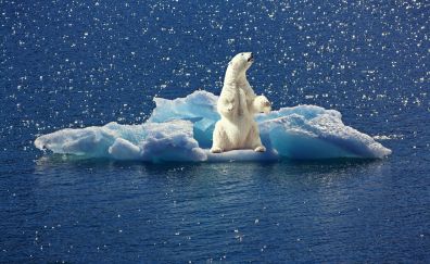 Polar Bear, white animal, predator, iceberg, sea