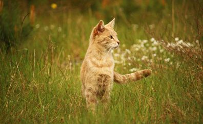 Cat, stand, meadow, grass
