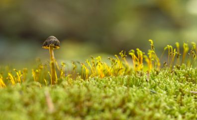 Mushroom, moss, small plants