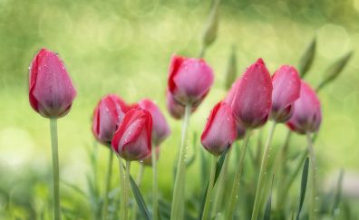 Bokeh, garden, tulips flowers, drops