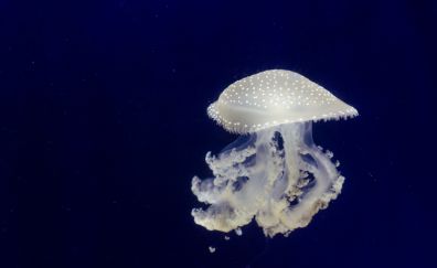 Jellyfish, whit fish, underwater