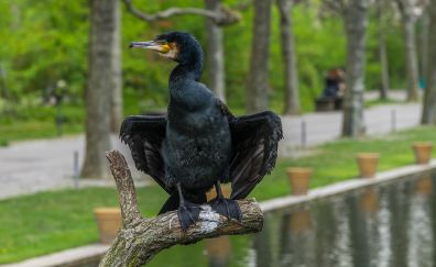 Black water bird, cormorant, sitting
