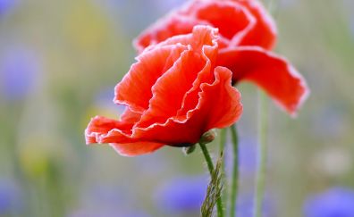 Red poppy blossom, close up
