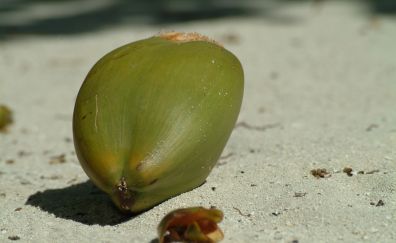 Coconut fruit, sand, close up