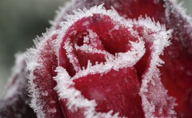Frozen red rose