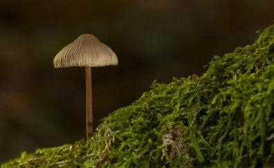 Mushroom, close up, moss, grass