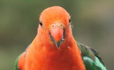 Red parrot bird