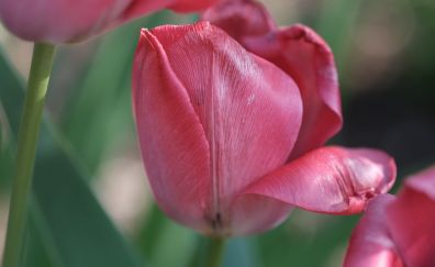 Tulip, pink flower bud, close up, blur