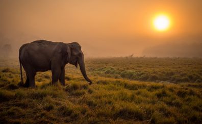 Sunset, landscape, big animal, elephant