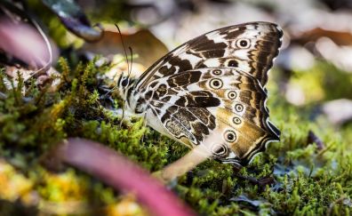 Butterfly, grass, close up
