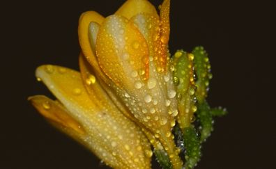 Freesia flower, water drops, close up