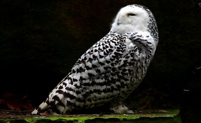 Snowy owl, bird, predator