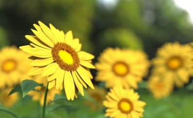 Sunflowers, close up, blur
