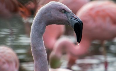 Flamingo bird beak