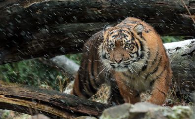 Wild Sumatran tiger