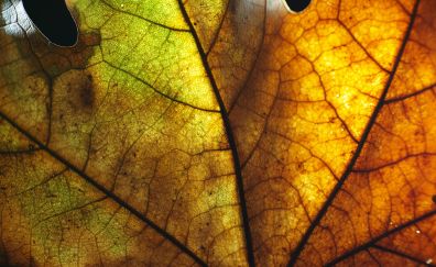 Maple Leaf, veins, close up