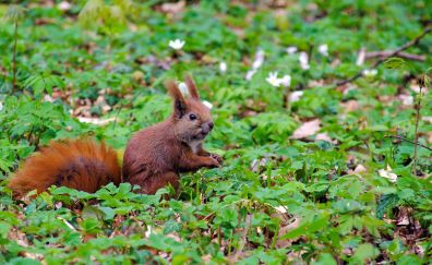 Squirrel, playing in meadow, small plants
