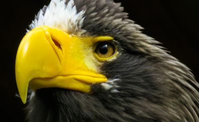 Eagle, yellow beak, predator, beak