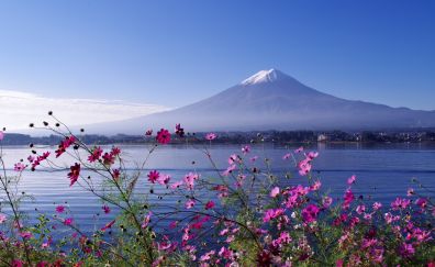 Mount and pink flowers