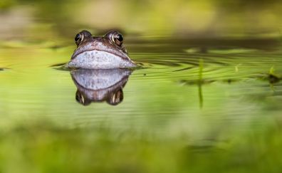 Green lake, frog, reflections
