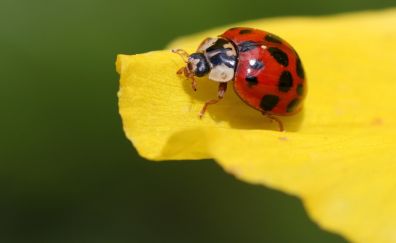 Insect Ladybug close up wallpaper