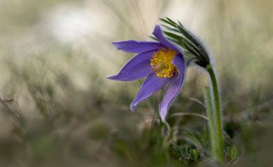 wild flower, purple, blur