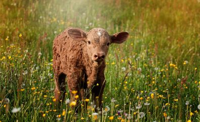 Baby cow, meadow