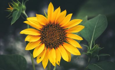Sunflower of balboa park, closeup