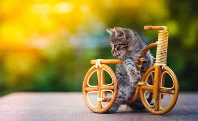 Kitten with cycle toy 