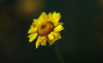 Sunflower petals glare blurred
