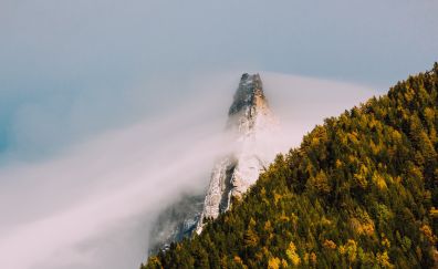 Mountain cliff, fog, tree, forest, nature