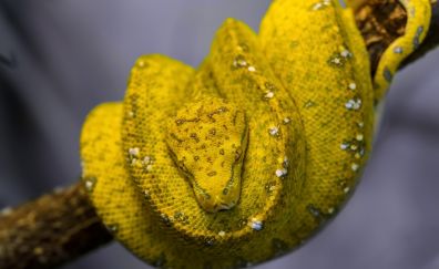 Yellow python, reptile