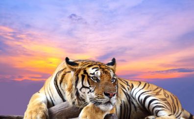 Tiger, relaxing, sitting, sunset, wild animal