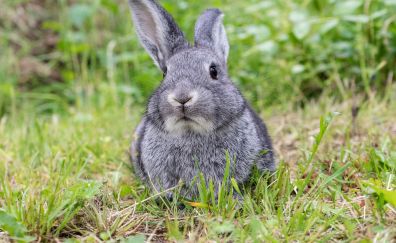 Cute bunny, rabbit, grass, meadow, hare