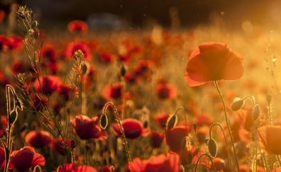 Poppy, red flower, summer, sunlight
