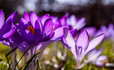 Crocus, purple flowers, blur, close up