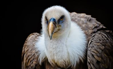 Vulture, bird, feathers, predator