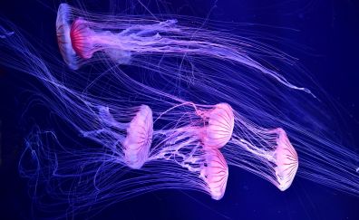 Amazing jelly fish under water