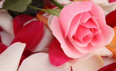 Beautiful Pink rose flower