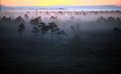 Nature in mist