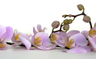 Orchid flower, blossom