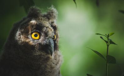 Owl bird close up