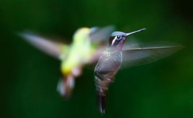 Hummingbird, wings, flying, birds, blur