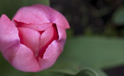 Pink tulip bud, flower, close up