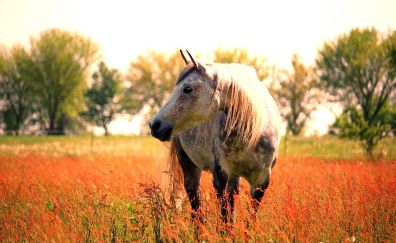 White horse, plants, meadow