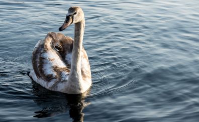 Swan bird, swimming